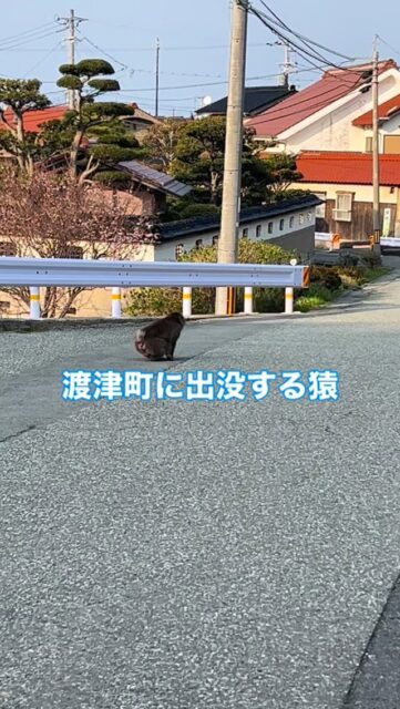 私の住む渡津町では、
少し前から猿が頻繁に出没し、
目撃情報が寄せられています。

ここ最近は、車に噛み付き
傷をつける被害が多発しています。

我が家も妻の車、実家の車と
被害を受けました。

今日は自宅近くで猿に遭遇。
横を通ると威嚇してきました。
高齢者や子どもが出くわすと
危険です。

猿の捕獲はなかなか難しいと
有害鳥獣の視察先でも聞き、
なかなか対応は難しいと思いますが
追っ払いなどの対策をしないと
大きな被害が出てからでは
遅いと考えます。

行政、自治会とも協力して、
対応を練りたいと思います。